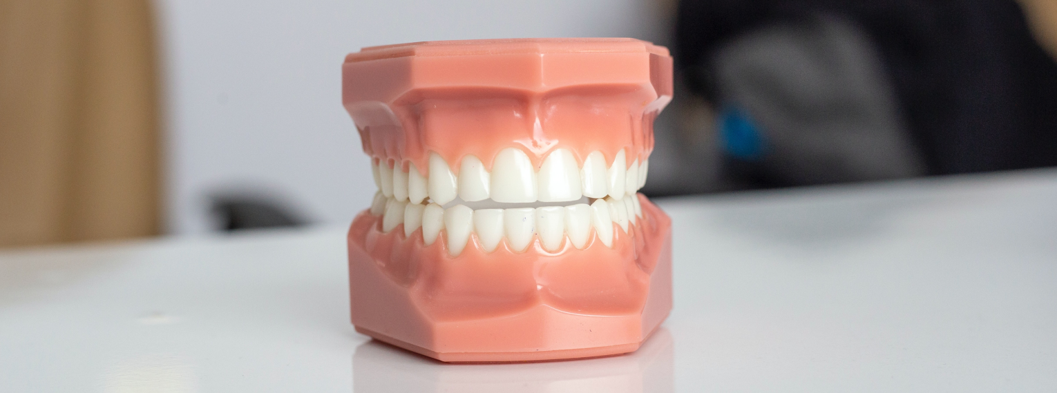 Ein Modell eines Gebisses